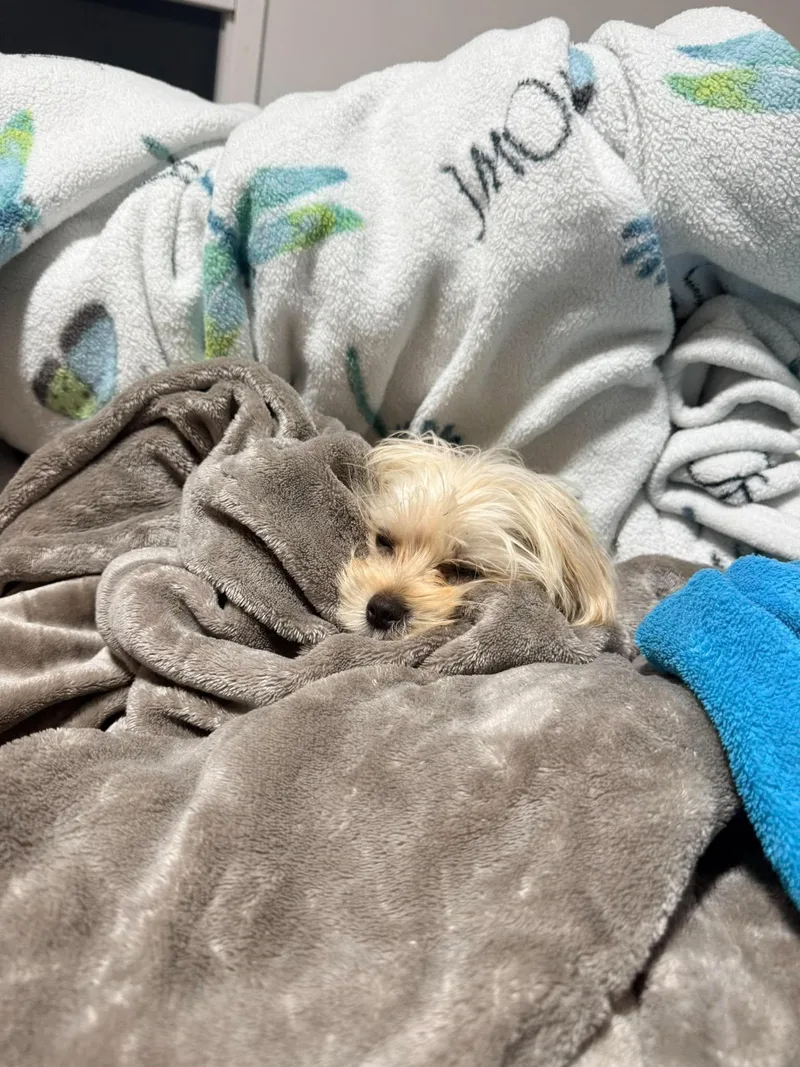 A young small-sized male Maltese dog named Murphy for adoption in Grand Forks, ND