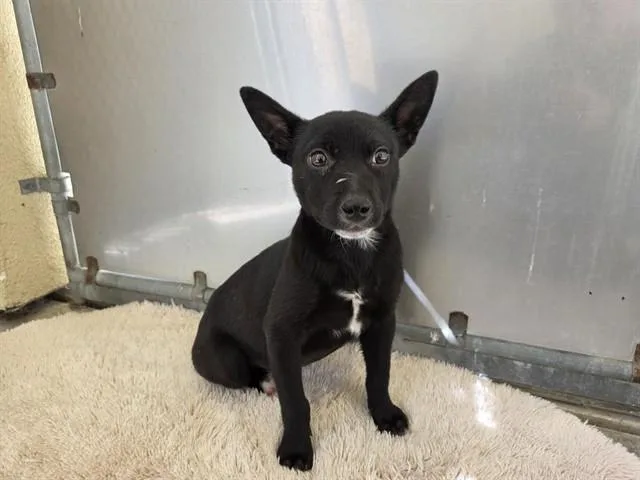 A baby medium-sized female Australian Cattle Dog / Blue Heeler dog named Marcy for adoption in Salinas, CA