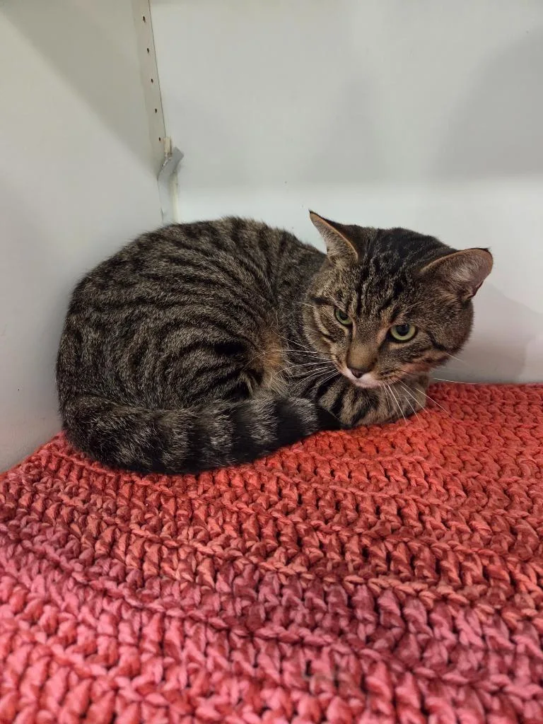 A young small-sized male Domestic Short Hair cat named Thomas for adoption in Lunenburg, VT