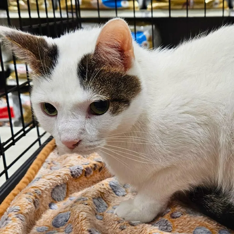 An adult medium-sized male Domestic Short Hair cat named Chip for adoption in Springfield, IL