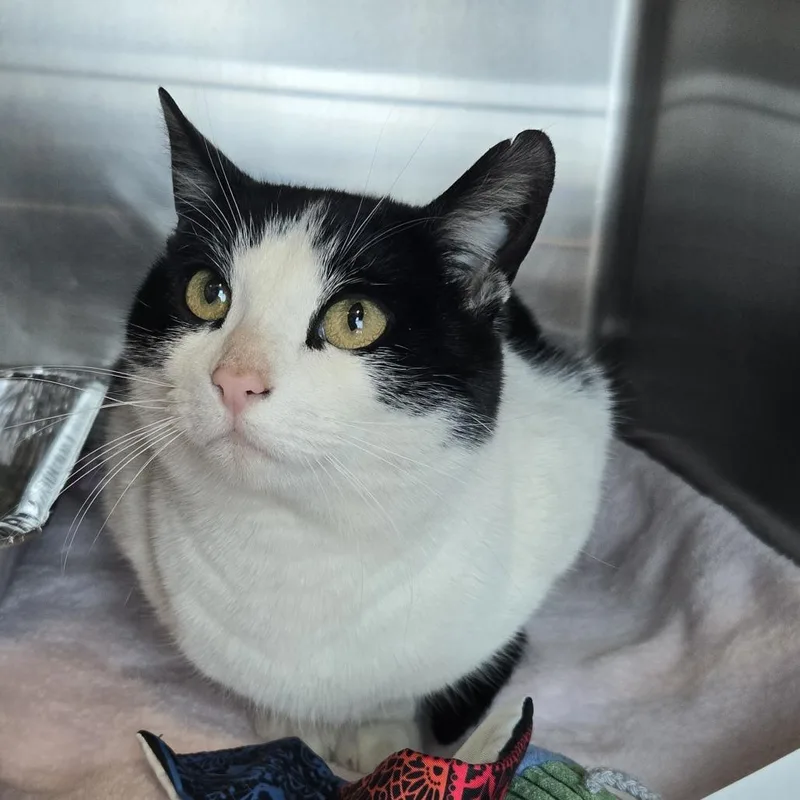 An adult large-sized female Black Domestic Short Hair cat named Narnia for adoption in Matteson, IL