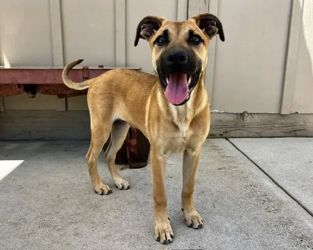 A baby small-sized female Belgian Shepherd / Malinois dog named Sadie for adoption in Santa Cruz, CA