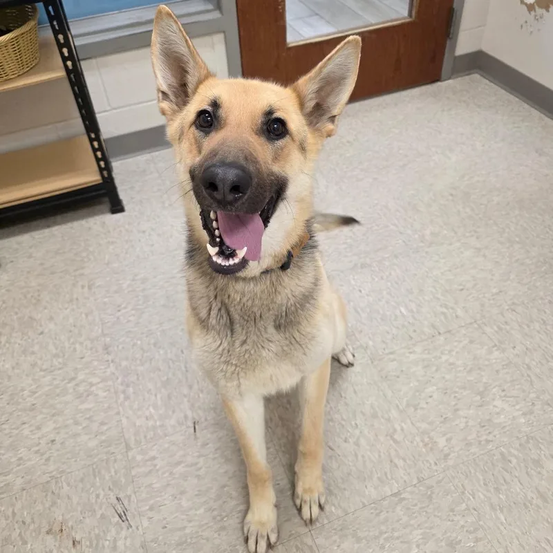 Poppy Opal thumbnail 2