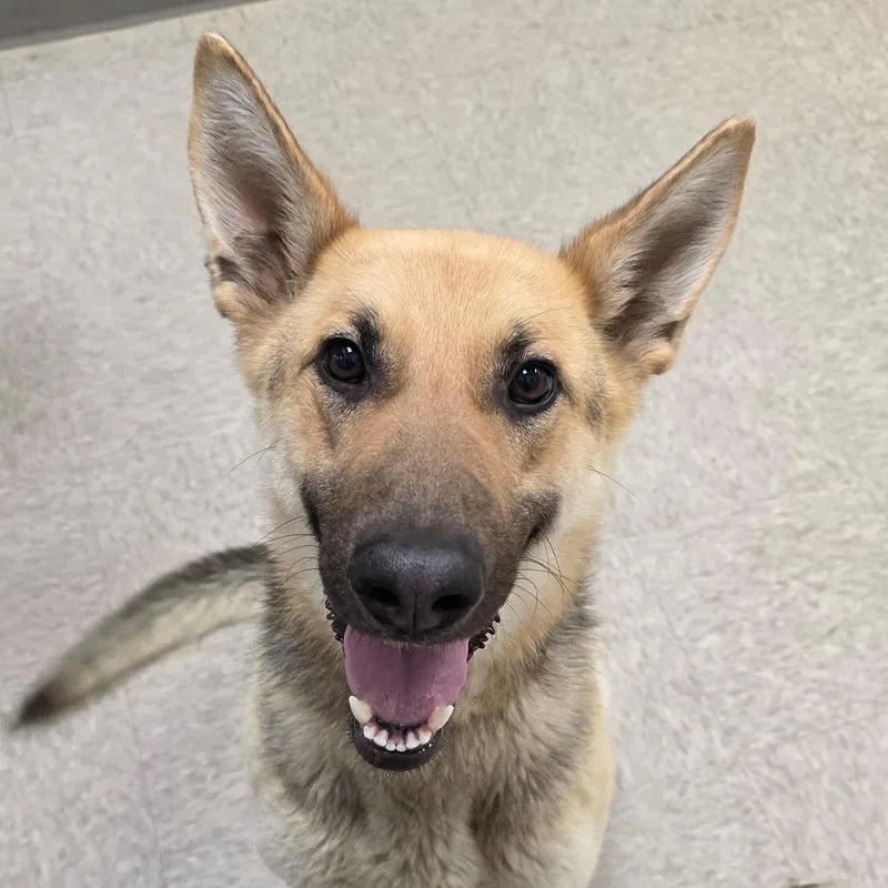 Poppy Opal thumbnail 3