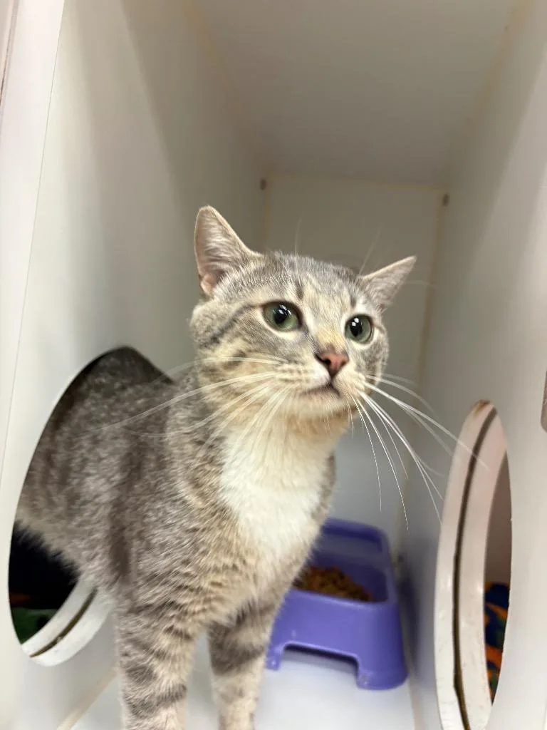 A young medium-sized male Domestic Short Hair cat named Pixel for adoption in Johnson City, TN