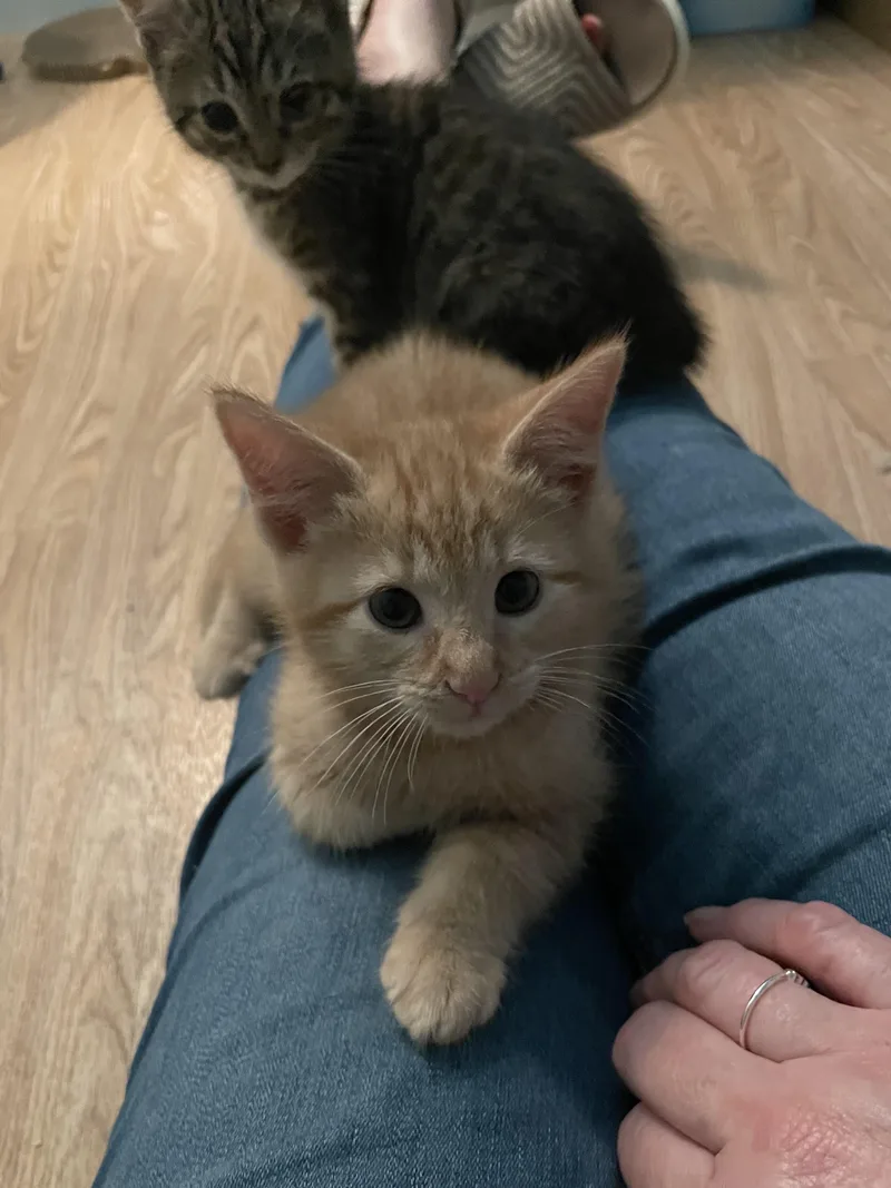 Buddy