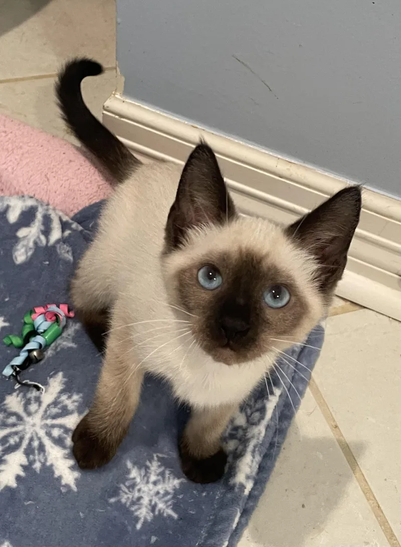 Boomer Portofino Petsmart