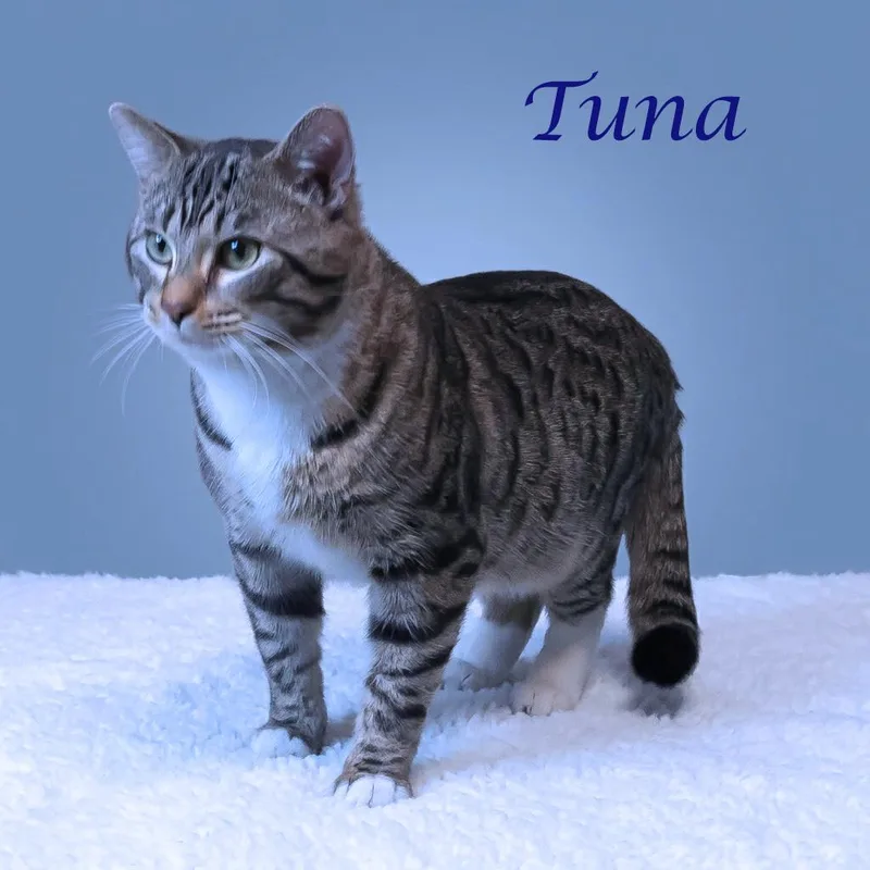 A young large-sized male Brown / Chocolate Domestic Short Hair cat named Tuna C for adoption in Lebanon, TN