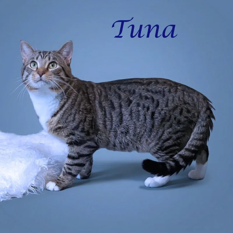 Tuna C thumbnail 2