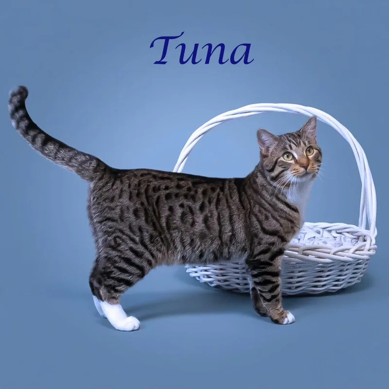 Tuna C thumbnail 3