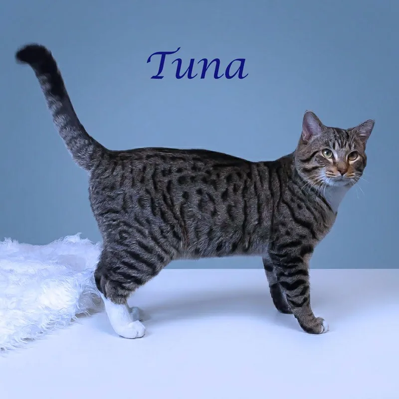 Tuna C thumbnail 4