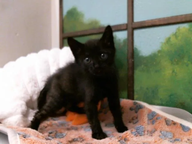 A baby small-sized female Domestic Short Hair cat named Peaches for adoption in Houston, TX