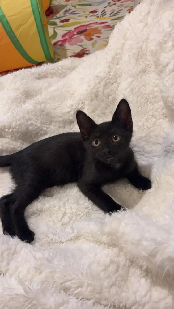 A baby small-sized male Domestic Short Hair cat named Baja Blast for adoption in Dallas, TX