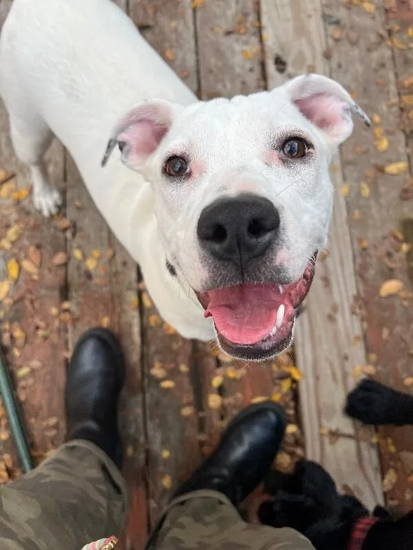 An adult medium-sized female White / Cream Labrador Retriever dog named Boo for adoption in Austin, TX