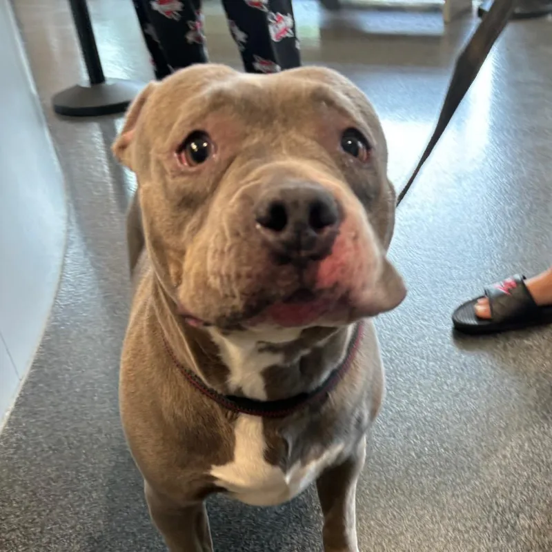 A senior medium-sized female Gray / Blue / Silver Mixed Breed dog named Sweetheart for adoption in Allentown, PA