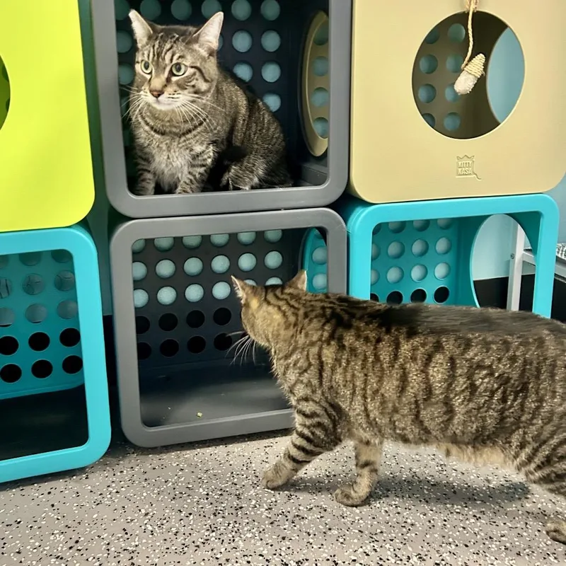 Apollo thumbnail 2