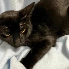 A baby medium-sized male Black Domestic Short Hair cat named Holstein for adoption in Green Valley, AZ
