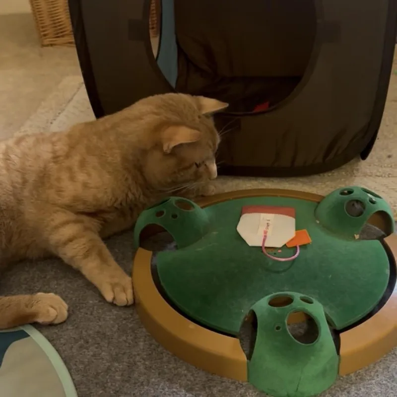 An adult small-sized male Orange / Red Domestic Short Hair cat named Oscar for adoption in Ashland, VA