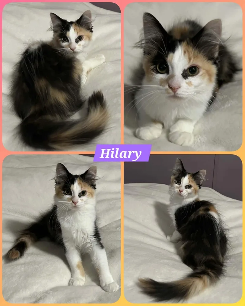 Hilary thumbnail 2