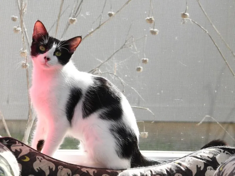 A young medium-sized female Domestic Short Hair cat named Dotty for adoption in San Antonio, TX