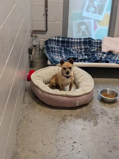 An adult small-sized male Yellow / Tan / Blond / Fawn Chihuahua dog named Carlos for adoption in Sacramento, CA