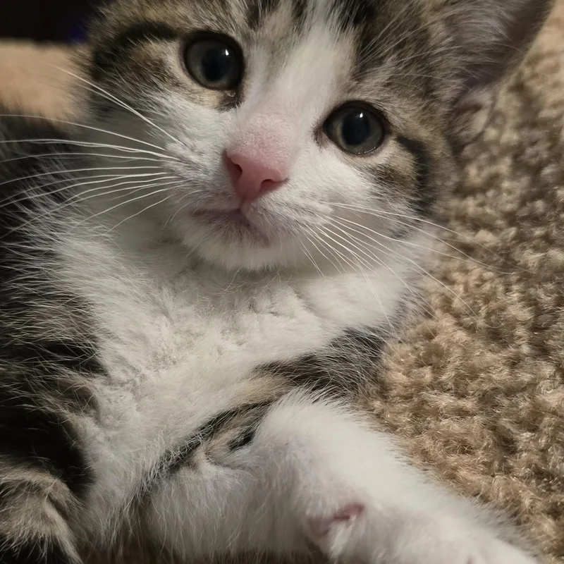 A baby medium-sized male Domestic Short Hair cat named Dalton for adoption in Wadsworth, OH