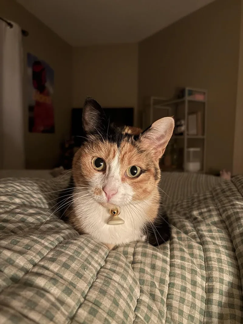 An adult small-sized female Calico cat named Willow for adoption in Mankato, MN