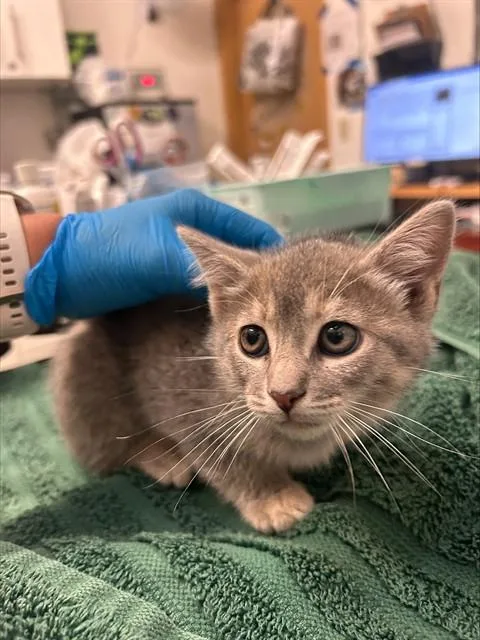 A baby small-sized female Domestic Short Hair cat named Cookie for adoption in Alameda, CA