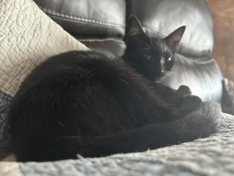 A baby small-sized female Black Domestic Short Hair cat named Porkie Pancakes for adoption in Chandler, AZ