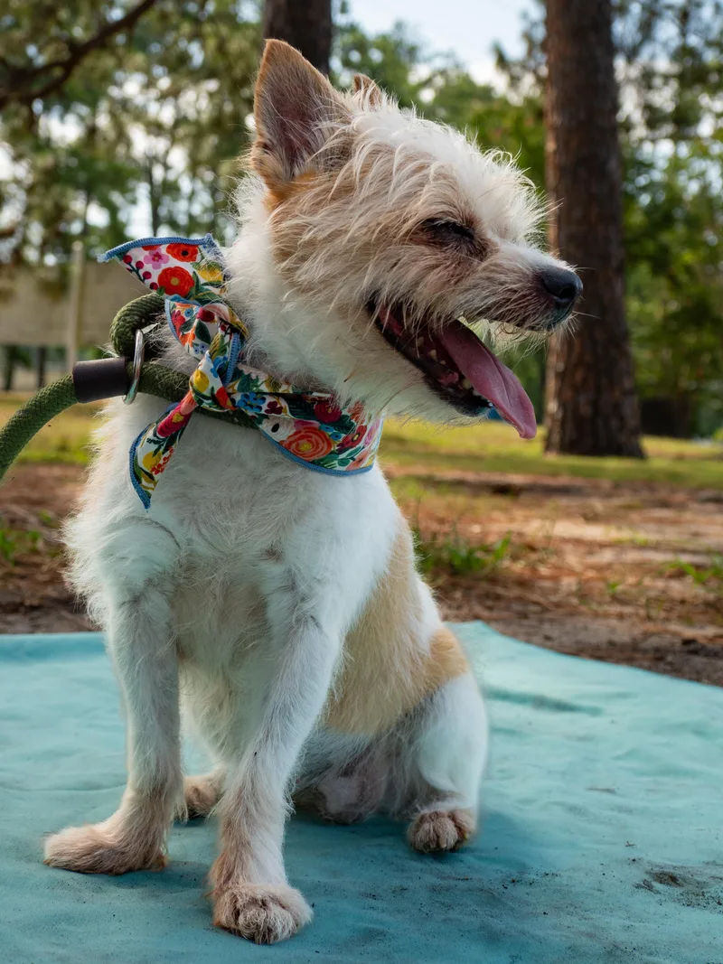 A senior small-sized female White / Cream Mixed Breed dog named Peaches for adoption in Myrtle Beach, SC
