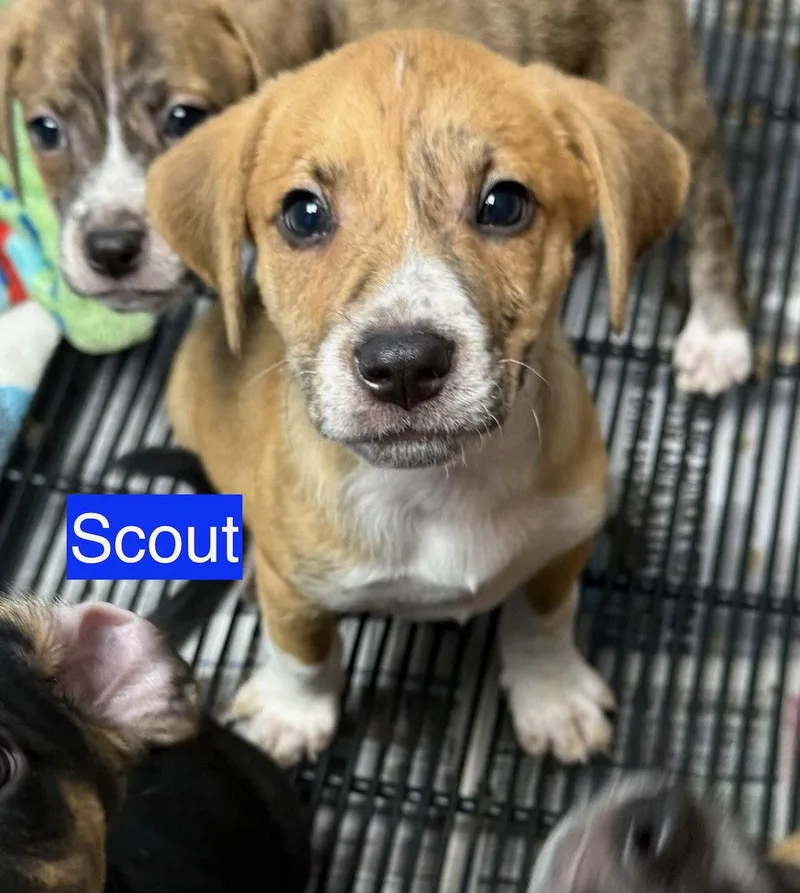 Scout thumbnail 2