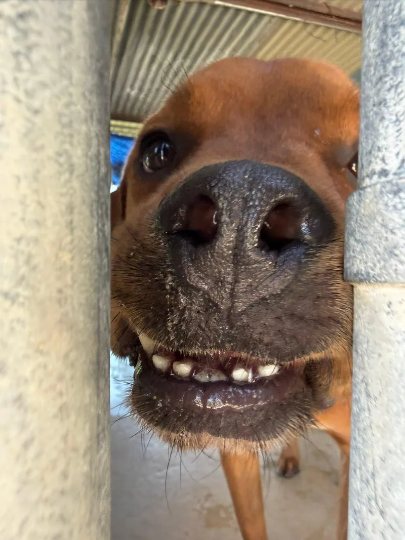 An adult large-sized male Rhodesian Ridgeback dog named Brownie for adoption in Schertz, TX