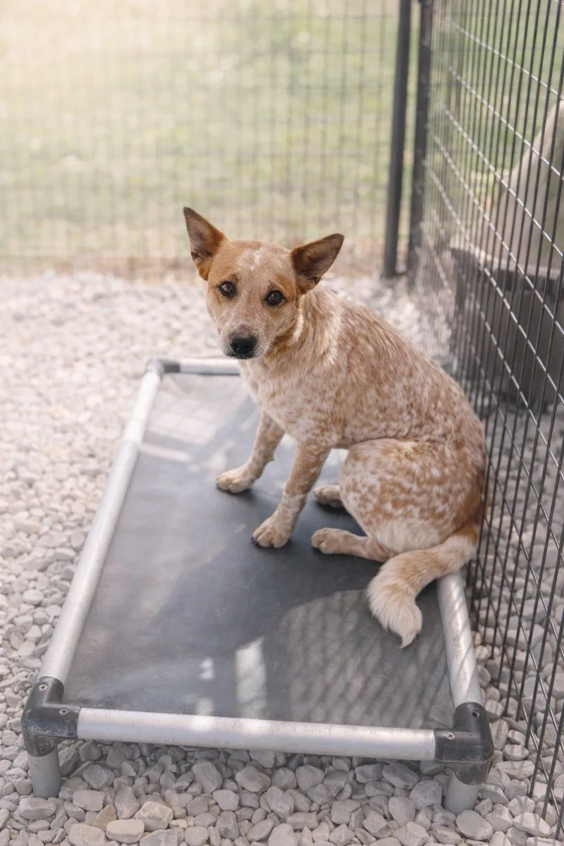 An adult medium-sized female Merle (Red) Australian Cattle Dog / Blue Heeler dog named Moana for adoption in New Roads, LA