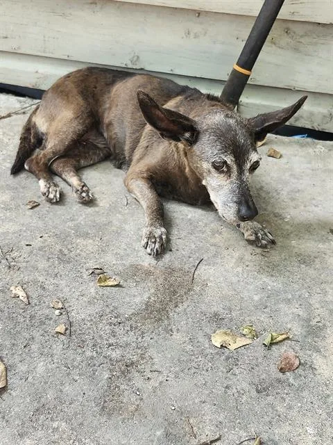 A senior small-sized female Chihuahua dog named Precious for adoption in San Antonio, TX