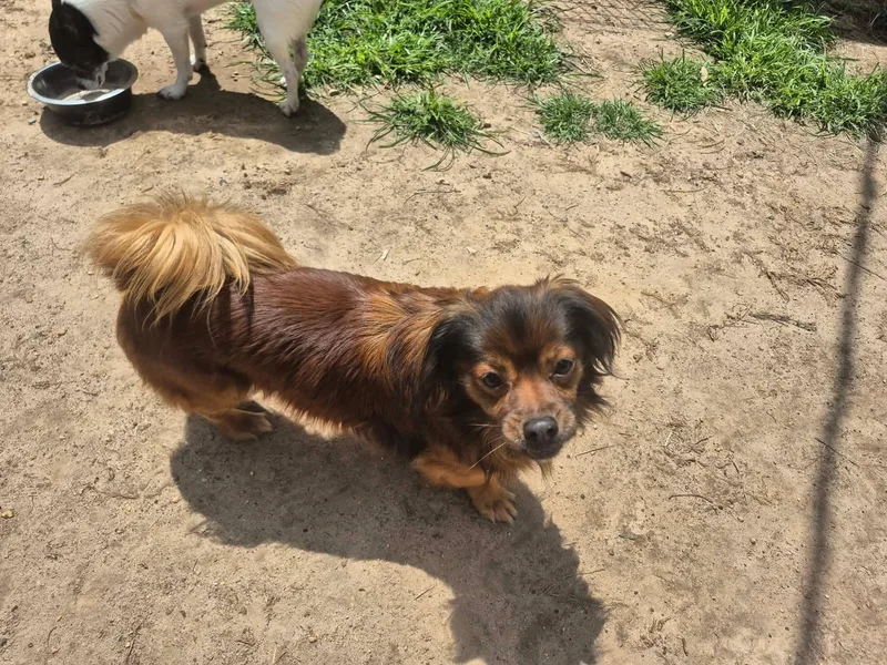 An adult small-sized male Bicolor Pekingese dog named Giovanni for adoption in metairie, LA