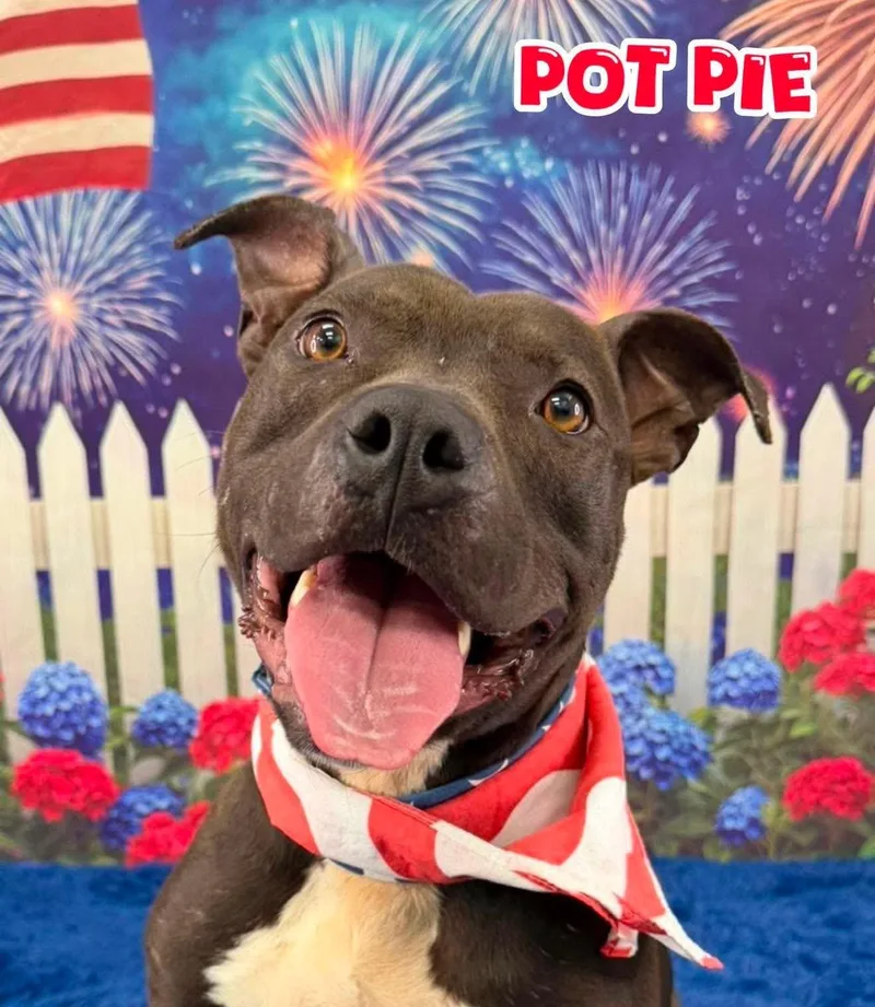 An adult medium-sized male Black Mixed Breed dog named Pot Pie for adoption in Flint, MI