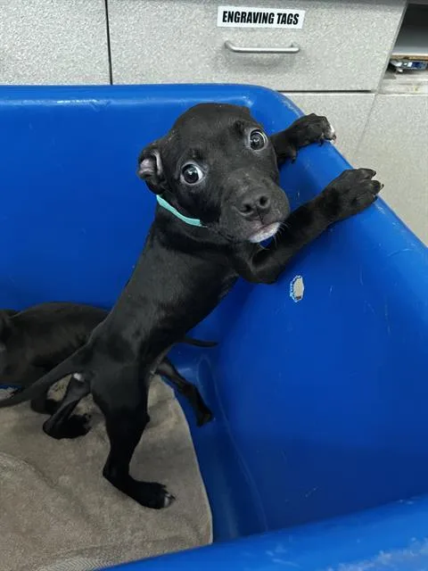 A baby medium-sized female Mixed Breed dog named Pepper for adoption in Dallas, TX