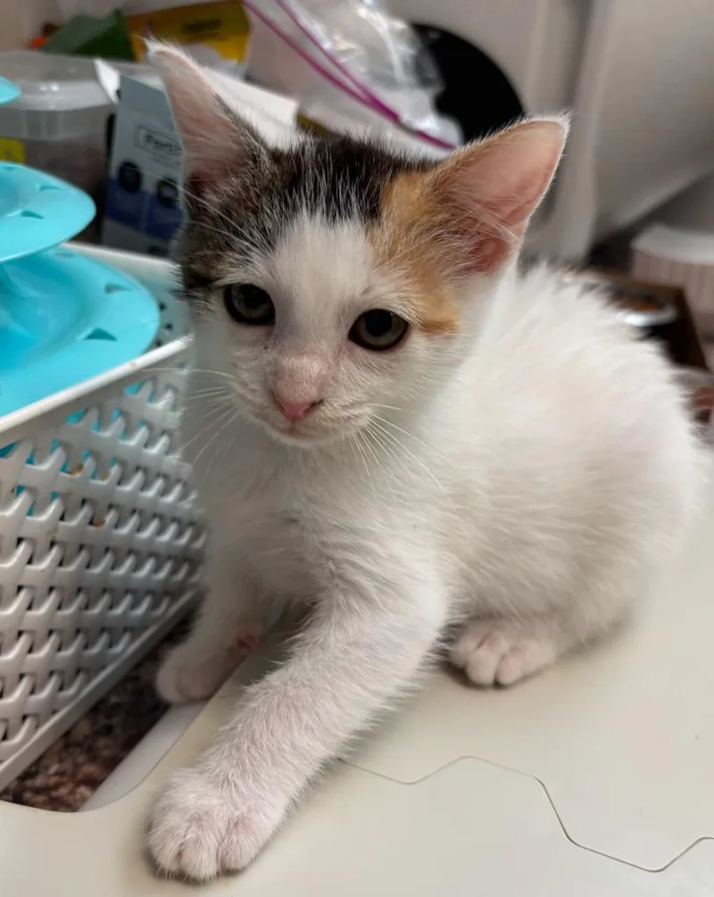 A baby large-sized female Domestic Short Hair cat named Flipflop for adoption in Little Elm, TX