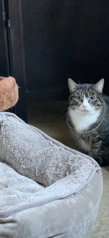 A young medium-sized female Tabby (Gray / Blue / Silver) Domestic Short Hair cat named Blue for adoption in Colmar, PA