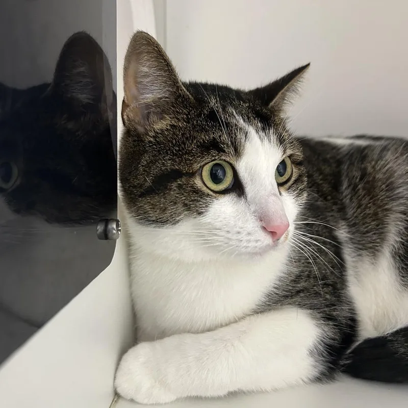An adult large-sized female Brown / Chocolate Domestic Short Hair cat named Belle for adoption in Uniontown, PA