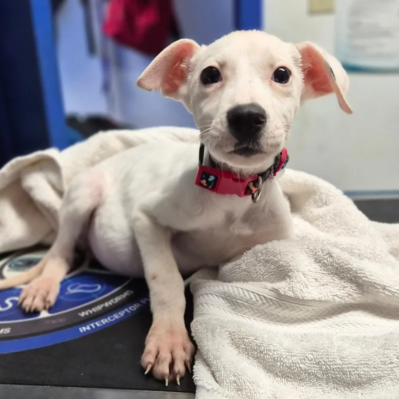 A baby small-sized female White / Cream Rhodesian Ridgeback dog named Coconut for adoption in Wahiawa, HI