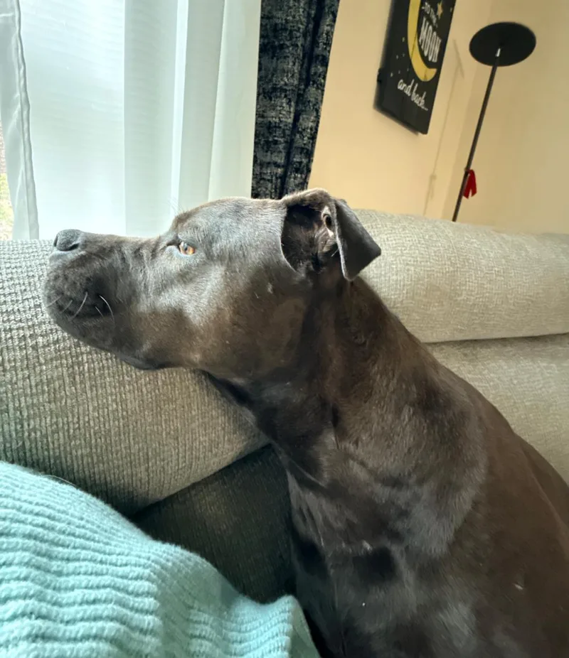 An adult medium-sized female American Staffordshire Terrier dog named Annie Aka Mocha for adoption in Holly Springs, NC