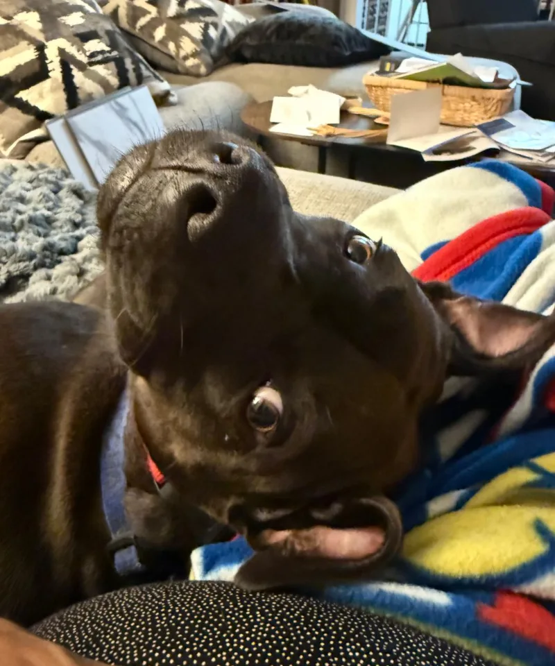 Annie Aka Mocha thumbnail 2