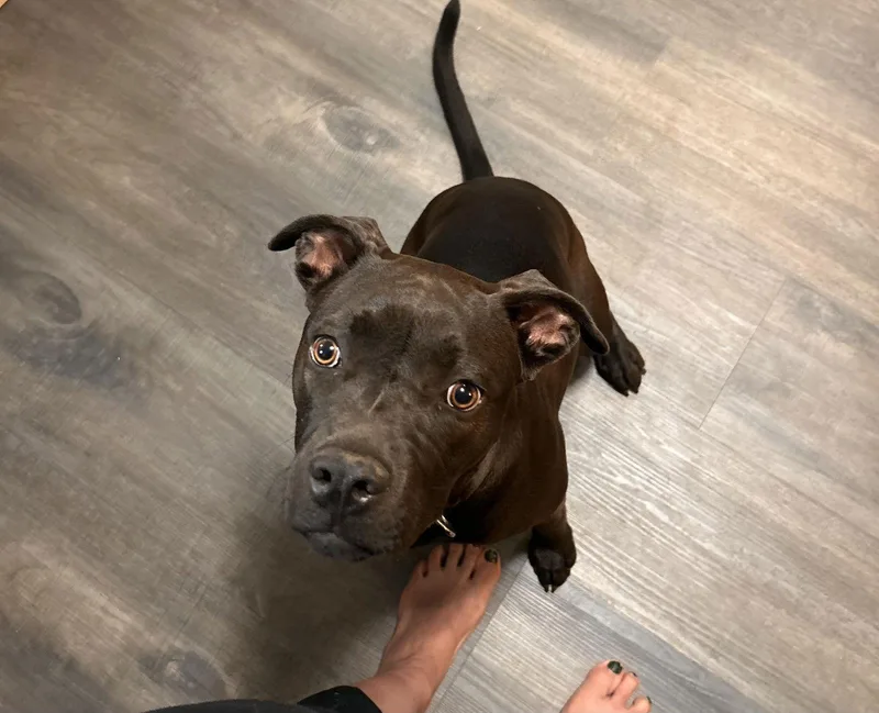 Annie Aka Mocha thumbnail 3