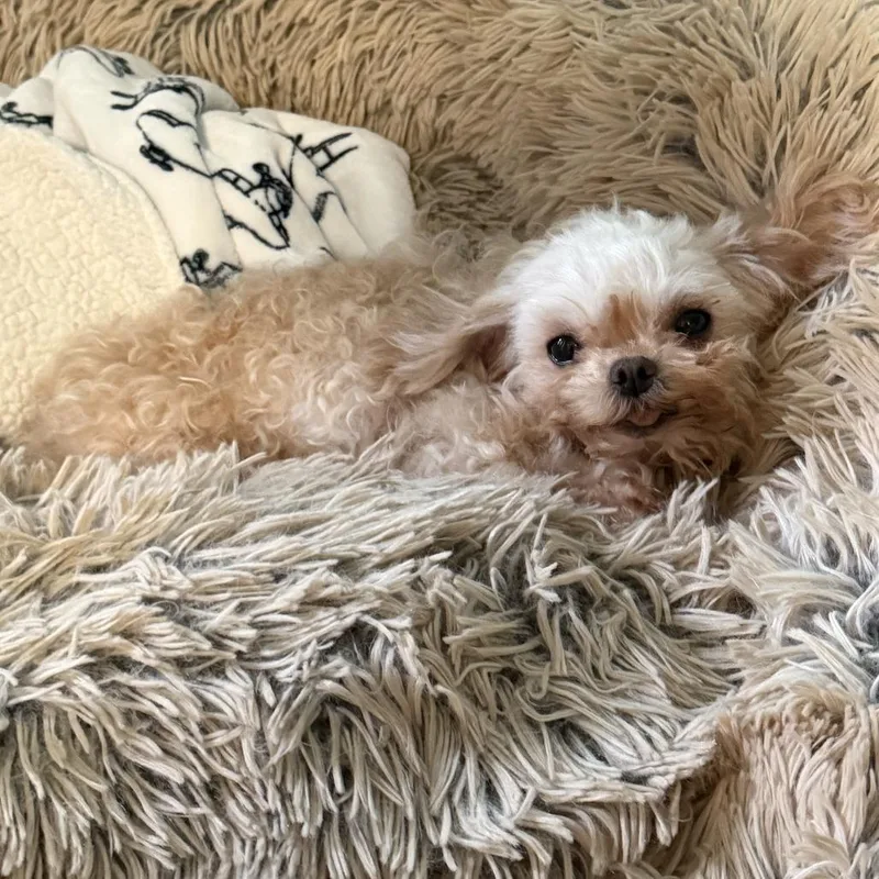 An adult small-sized female Yellow / Tan / Blond / Fawn Miniature Poodle dog named Luna for adoption in Raleigh, NC