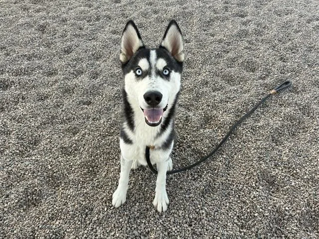 A young large-sized male Siberian Husky dog named Alessio for adoption in Mesa, AZ