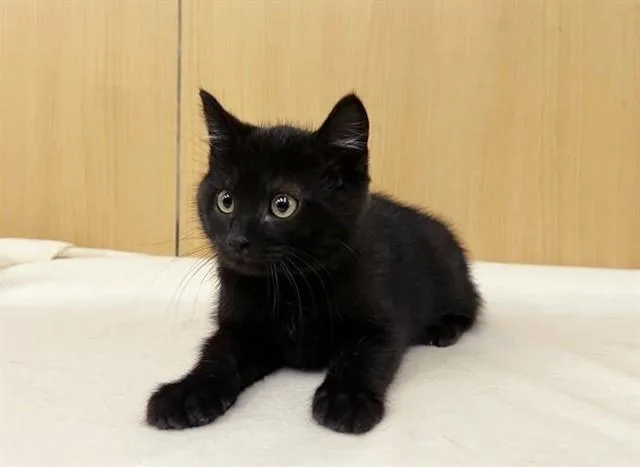 A baby small-sized male Domestic Short Hair cat named Shawn for adoption in Saint Louis, MO