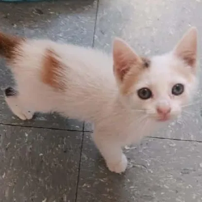 A baby medium-sized female White Domestic Short Hair cat named Rainbow for adoption in Seymour, IN