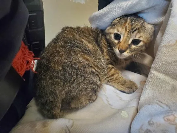 A baby small-sized female Domestic Short Hair cat named Beignet for adoption in Oceanside, CA