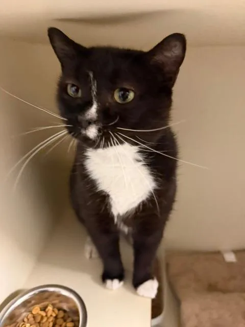 An adult medium-sized female Domestic Short Hair cat named Bandicoot for adoption in Windsor, CT